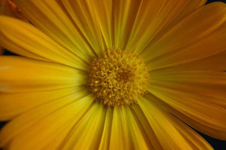 close, stamens, flower, yellow, yellow flower, marigold, flowering plant HD wallpaper