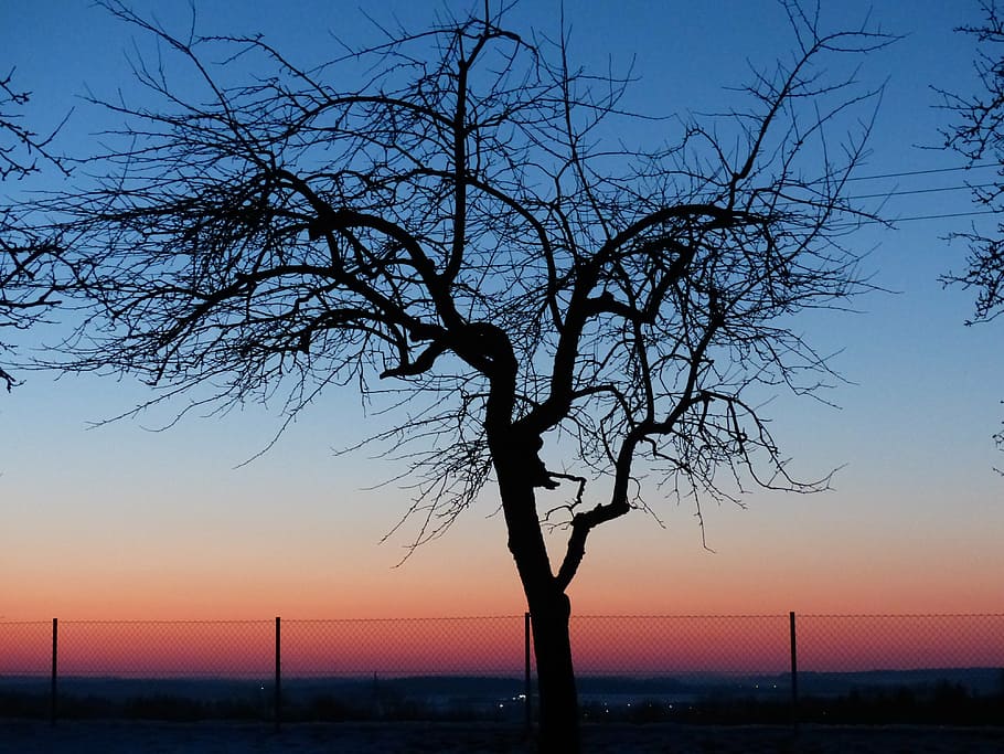 tree, apple tree, sunset, romantic, sky, afterglow, silhouette HD wallpaper