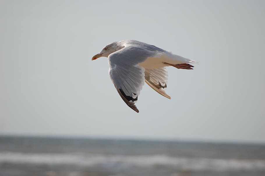 beach, animals, bird, seagull, flying, one animal, spread wings HD wallpaper