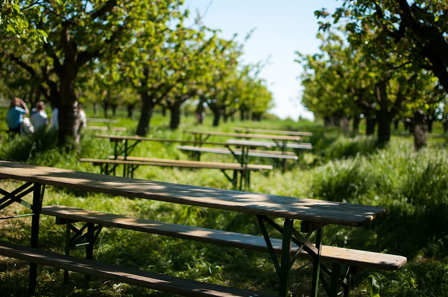 orchard, cherry trees, grass, summer, day, table, bench, nature HD wallpaper