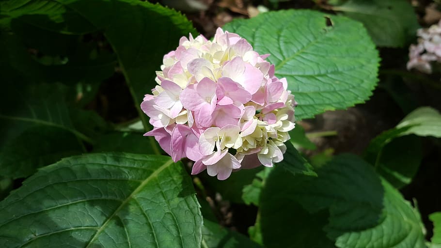 Hydrangea, Plant, Nature, pink red, redwood forest creek, leaf HD wallpaper