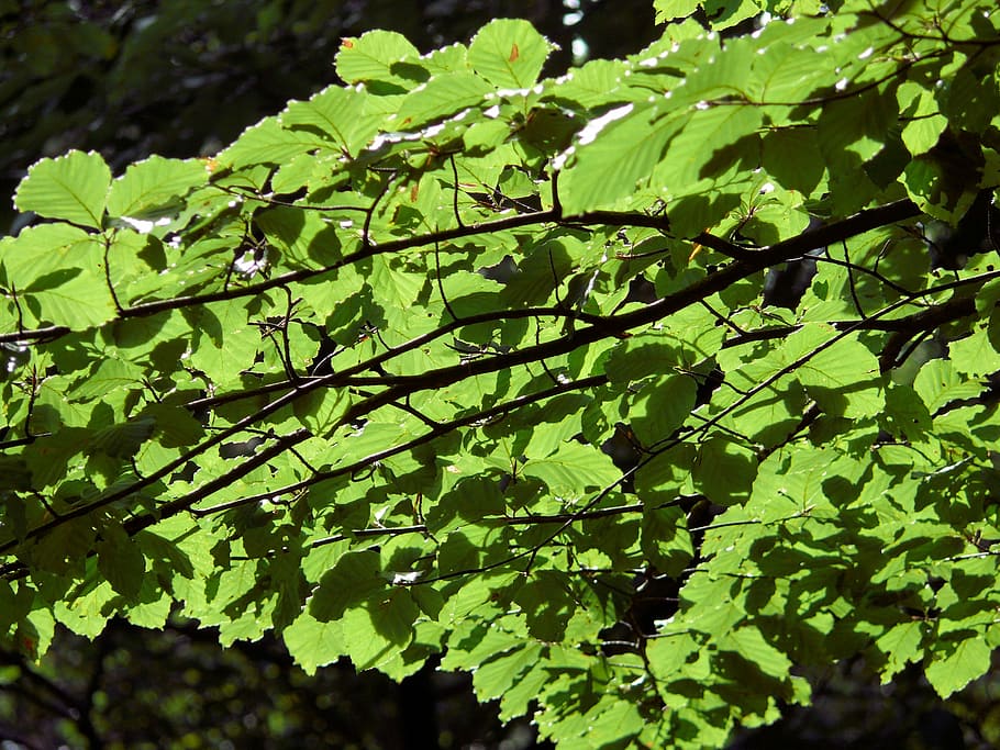 Leaves, Tree, Sunlight, Forest, trees, green, green color, nature HD wallpaper