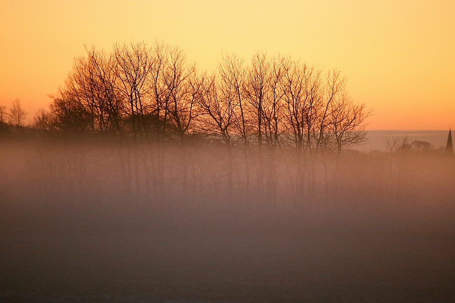mist, nature, landscapes, tree, sunset, sky, tranquility, bare tree HD wallpaper