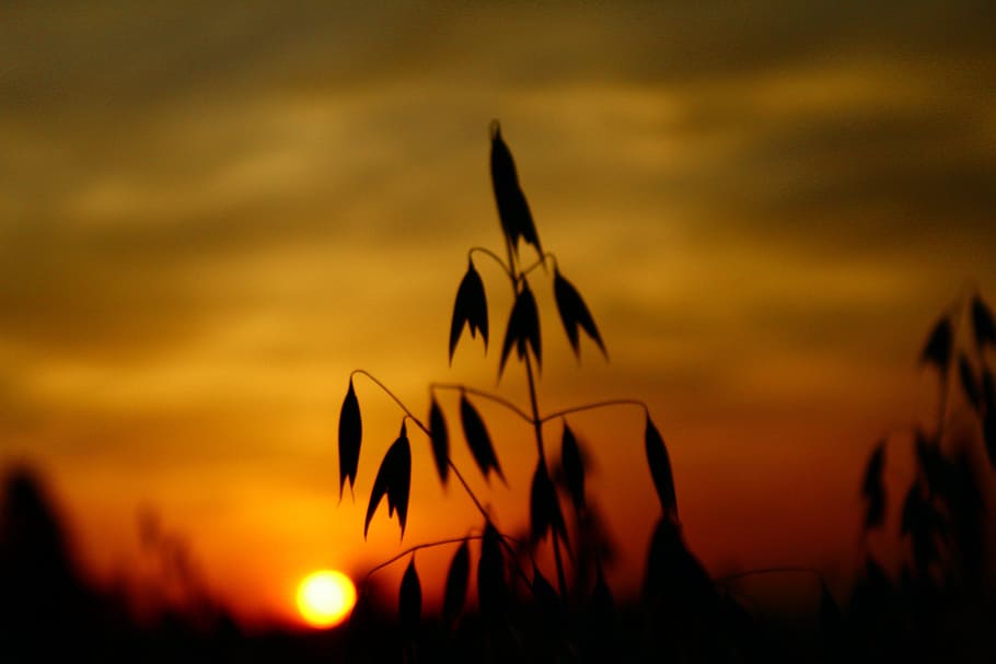 sun, sunset, abendstimmung, sky, evening sky, setting sun, clouds HD wallpaper