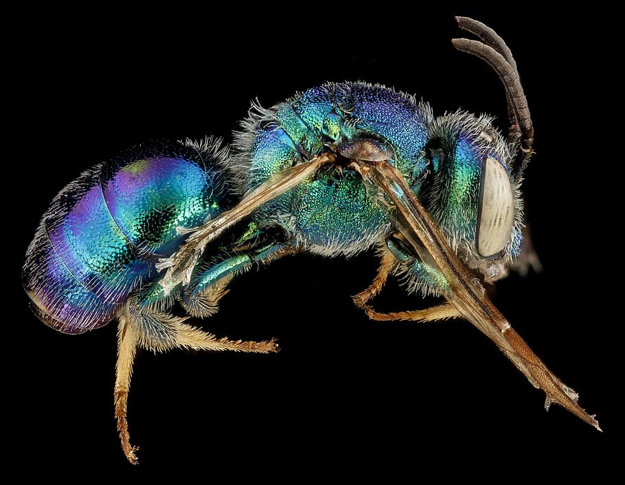 green and blue fly illustration, insect, bee, macro, mounted HD wallpaper