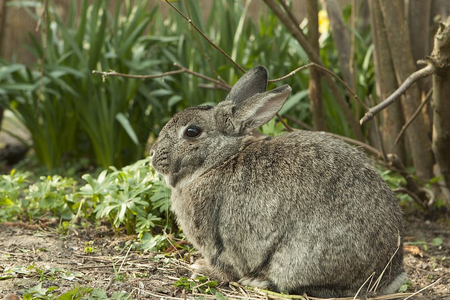 gray rabbit, bunny, spring, garden, pet, animal themes, one animal HD wallpaper
