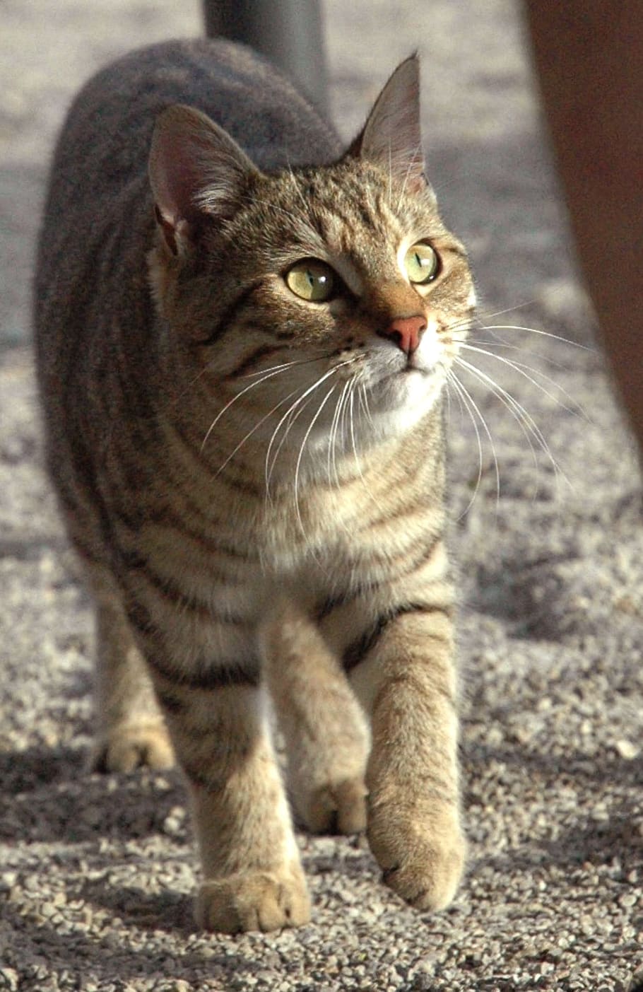 Cat, Mackerel, Watch, Run, Sneak, curious, domestic Cat, pets HD wallpaper