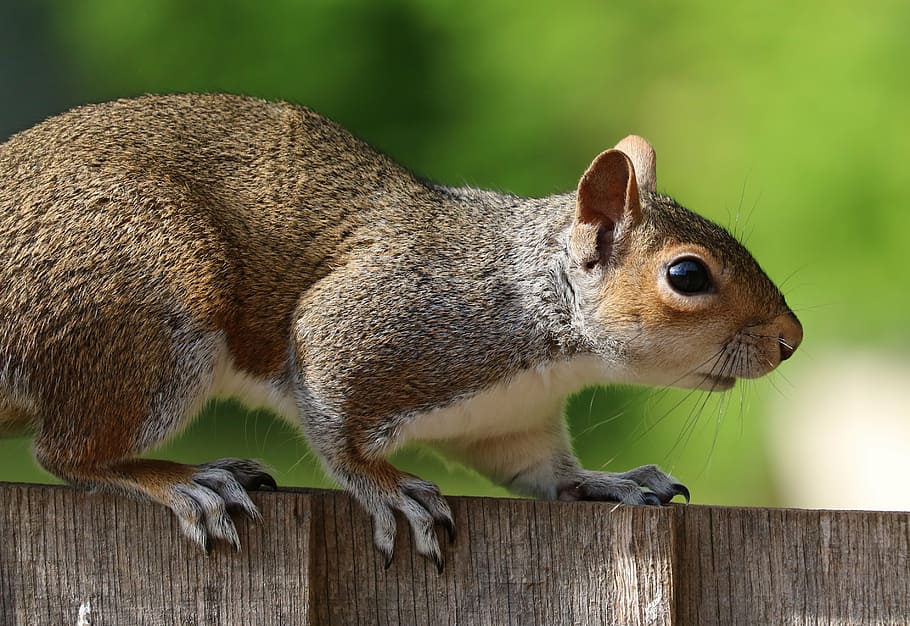 squirrel, grey, brown, fur, cute, mammal, rodent, common, eyes HD wallpaper