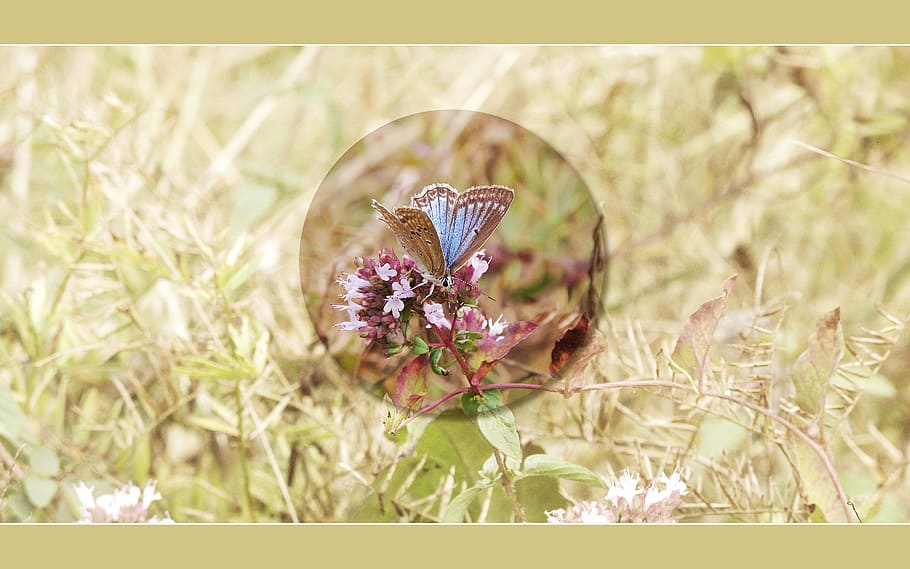 butterfly, background, screen, blue, oregano, prairie, flower HD wallpaper