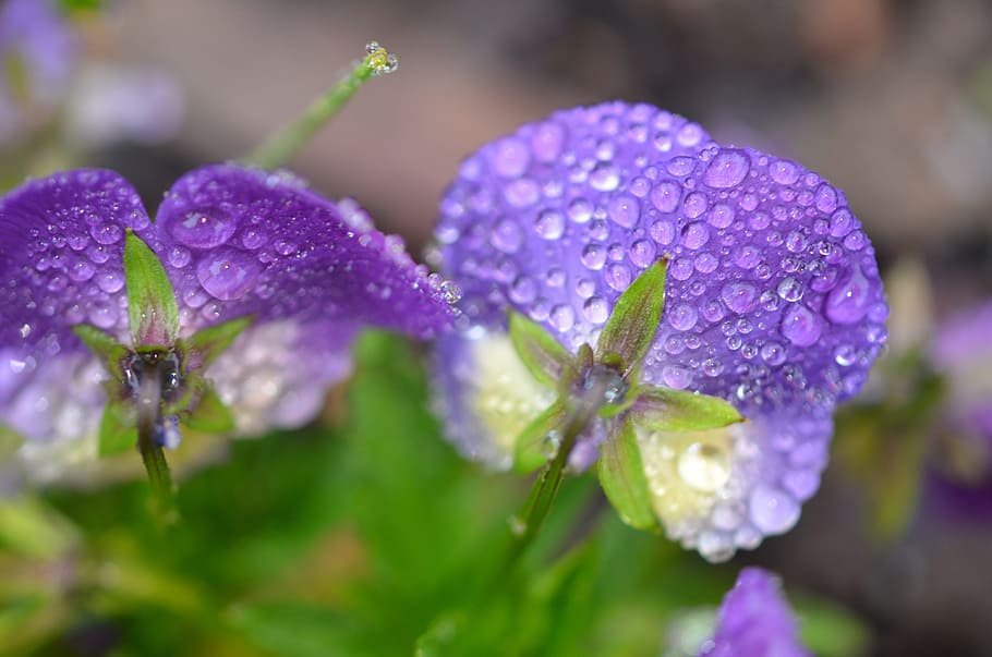 drop, rain, rain drops, water, water drop, water drops, transparent HD wallpaper