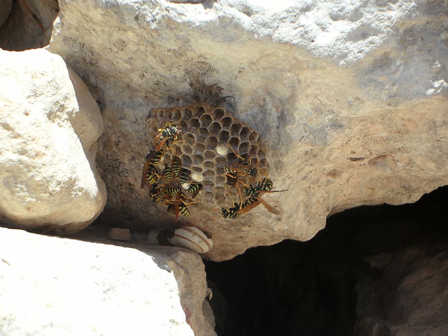 wasps, hard working, insect, build, the hive, nest building HD wallpaper