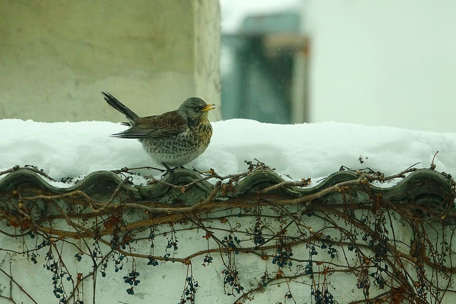 bird, fieldfare, nature, winter, animal world, animal themes HD wallpaper