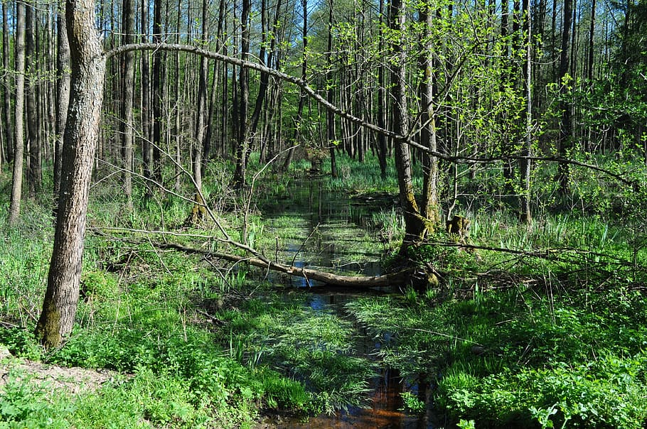forest, nature, marsh, moss, tree, green, outdoors, woodland HD wallpaper