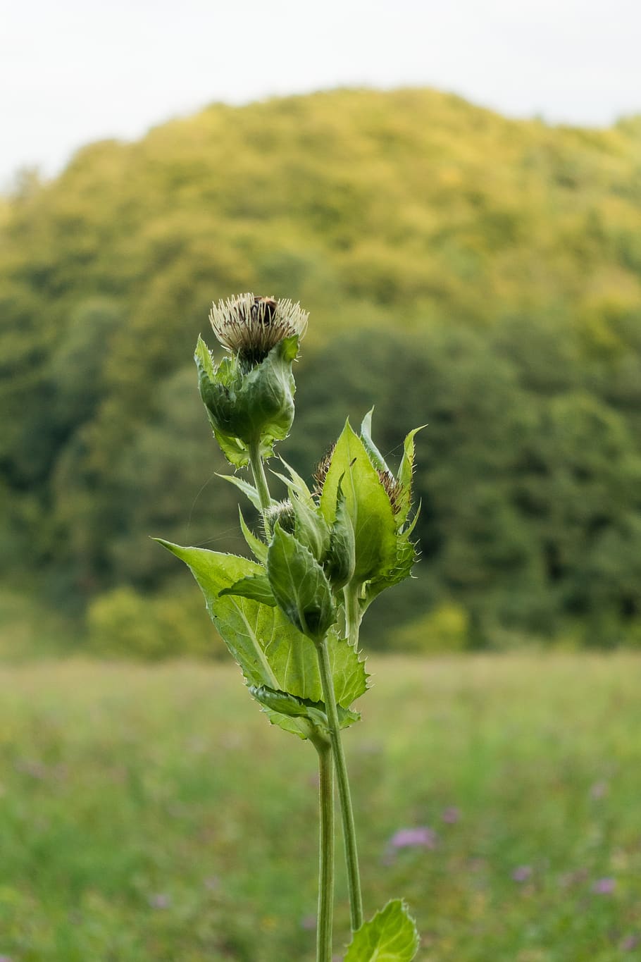 meadow, grass, flowers, green, plant, focus on foreground, growth HD wallpaper