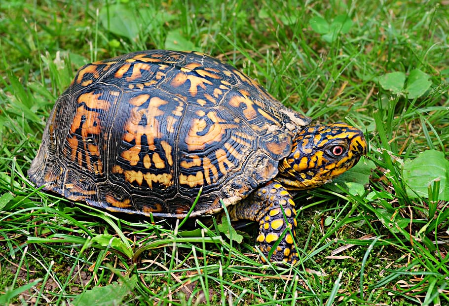 tortoise on grass, box turtle, wildlife, animal, reptile, shell, HD wallpaper