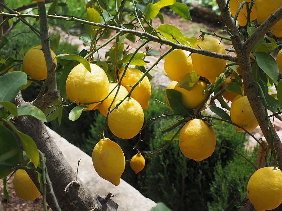 Limone, Lemon Tree, citrus × limon, fruit, tropical fruit, HD wallpaper