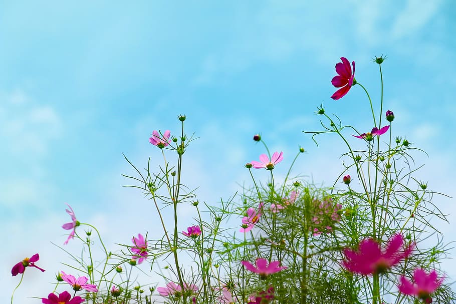 purple cosmos flower in bloom at daytime, autumn, sky, nature HD wallpaper