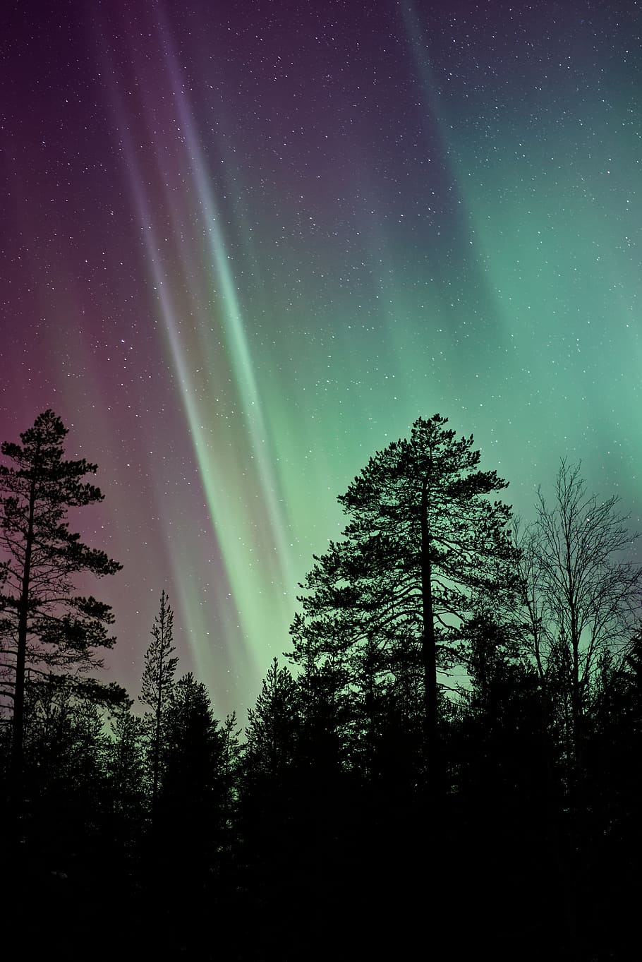 aurora, green, light, atmosphere, sky, trees, plant, nature HD wallpaper