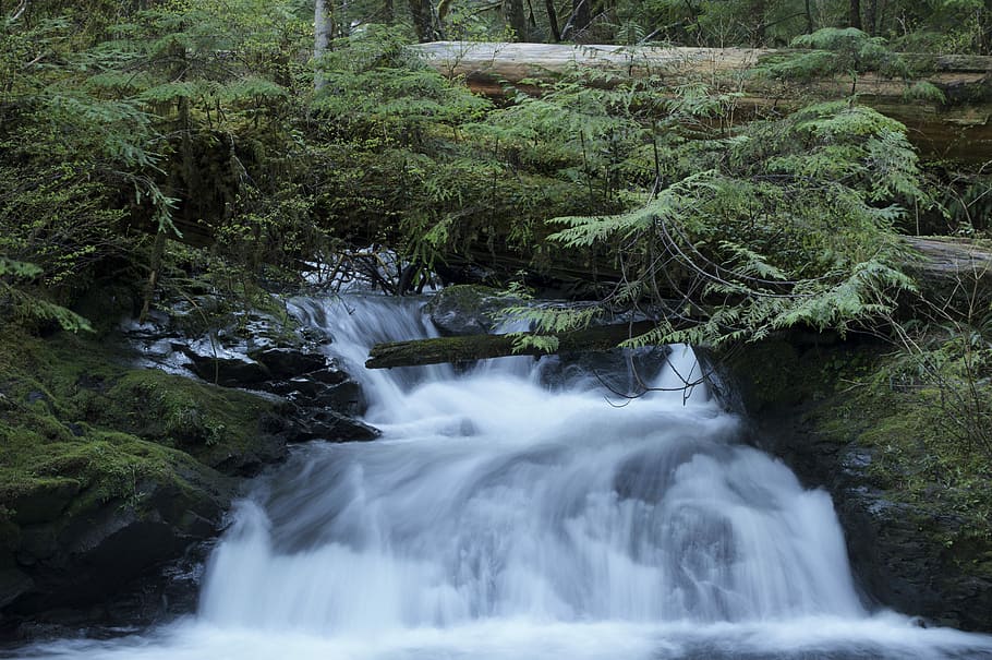 green leaf plants on top of waterfall, waterfalls, tree, forest HD wallpaper
