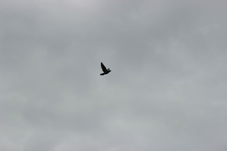 Birds, Flight, Pigeons, Pen, Wings, sky, nature, skies, clouds HD wallpaper