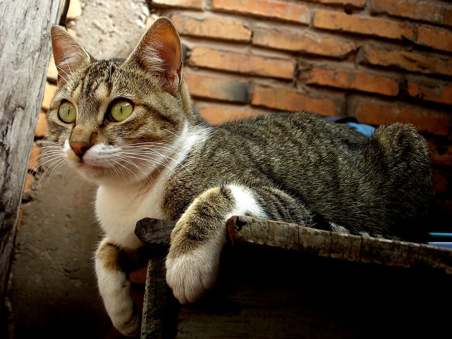 brown tabby cat on shelf, feline, brick, observing, pets, domestic cat HD wallpaper