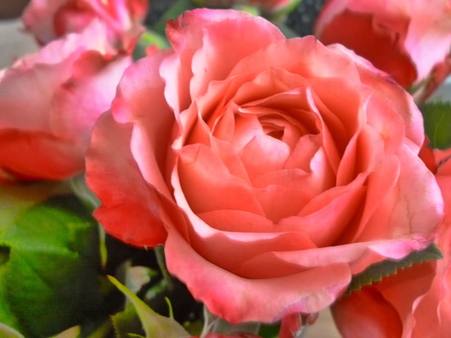 rose, pink, flower, flowering plant, beauty in nature, petal HD wallpaper