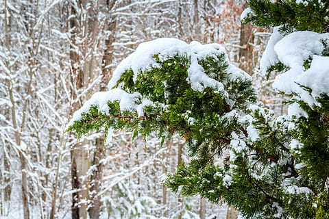 photo of green leafed tree with snow, winter, red cedar, snowing HD wallpaper