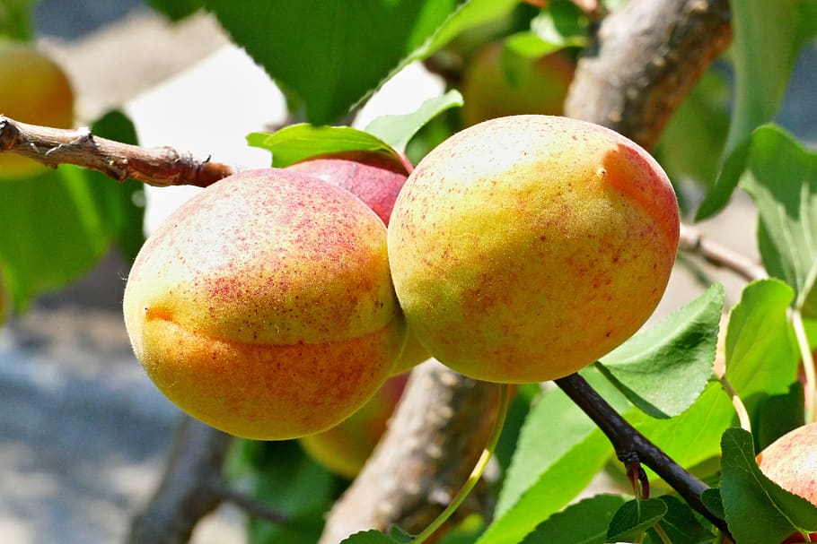 apricot, fruit, tree, garden, food, food and drink, healthy eating HD wallpaper