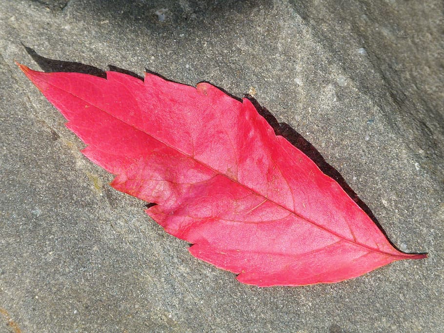 red leaf, autumn, slate, close-up, high angle view, no people HD wallpaper