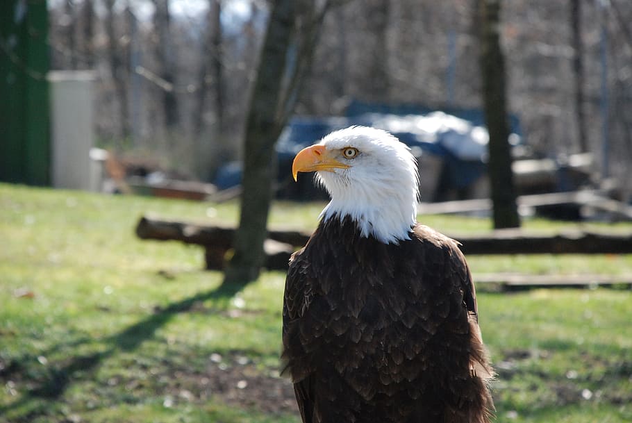 Eagles, Raptor, Bald Eagle, Animal, bald eagles, white tailed eagle HD wallpaper