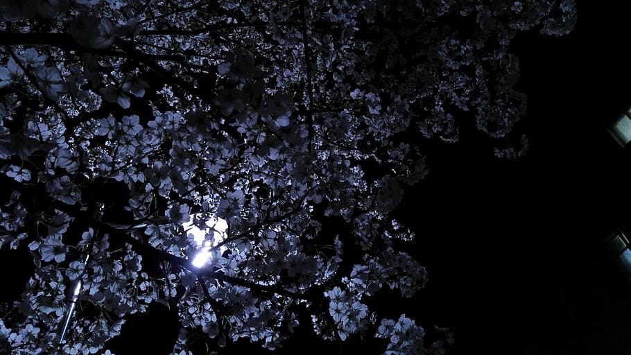 low angle photograph of moon rays on tree, flower, night, white HD wallpaper