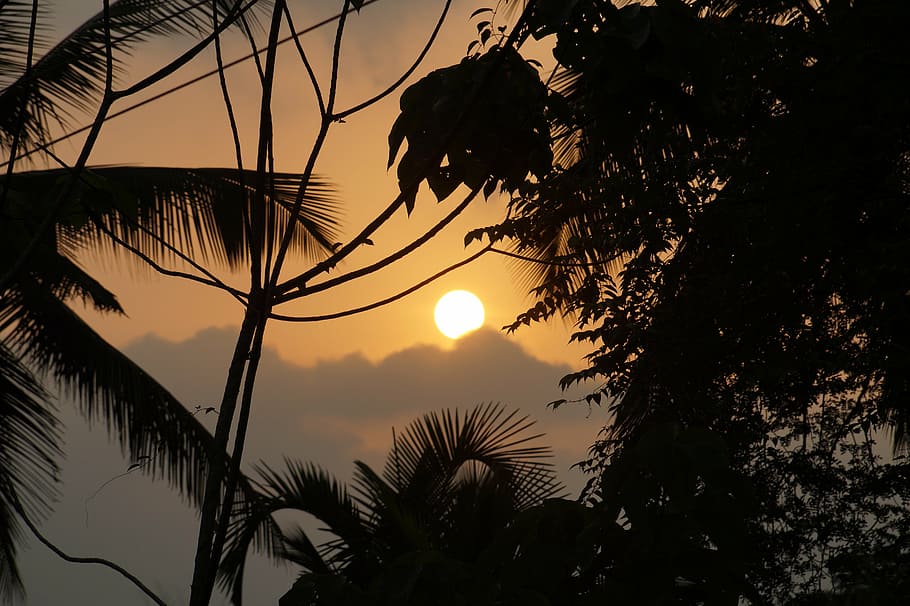 sunset, sky, south india, trees, silhouette, plant, tranquility HD wallpaper