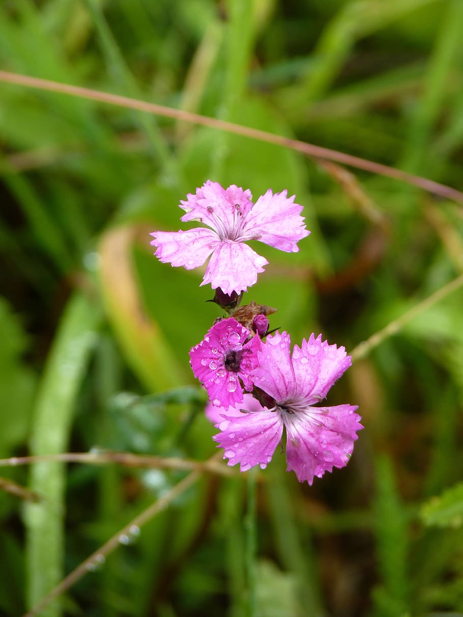 carnation, flower, dewdrop, pink, plant, nature, summer, close-up HD wallpaper