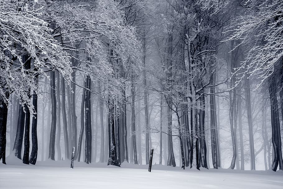 snowed trees photo, winter, wintry, cold, snowy, winter bushes HD wallpaper