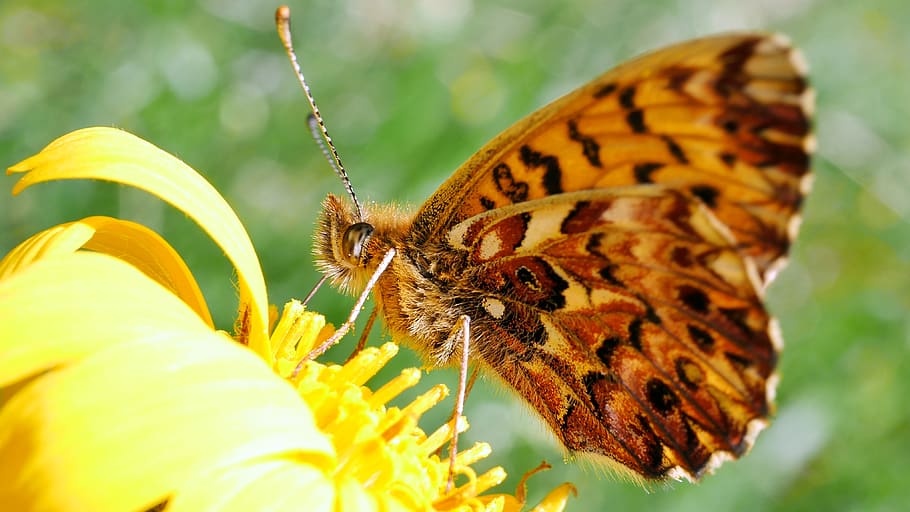 butterfly, insects, macro, pollen, red, invertebrate, animal themes HD wallpaper