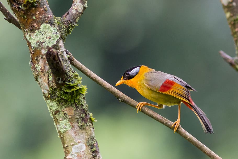 Mesia, Bird, Nature, animal wildlife, one animal, animals in the wild HD wallpaper