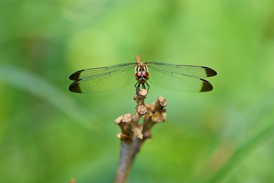 nature, forest, insects, dragonfly, landscape, park, arboretum HD wallpaper