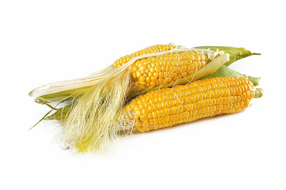 two yellow corns, natural, ripe, harvest, fall, food, vegetarian HD wallpaper