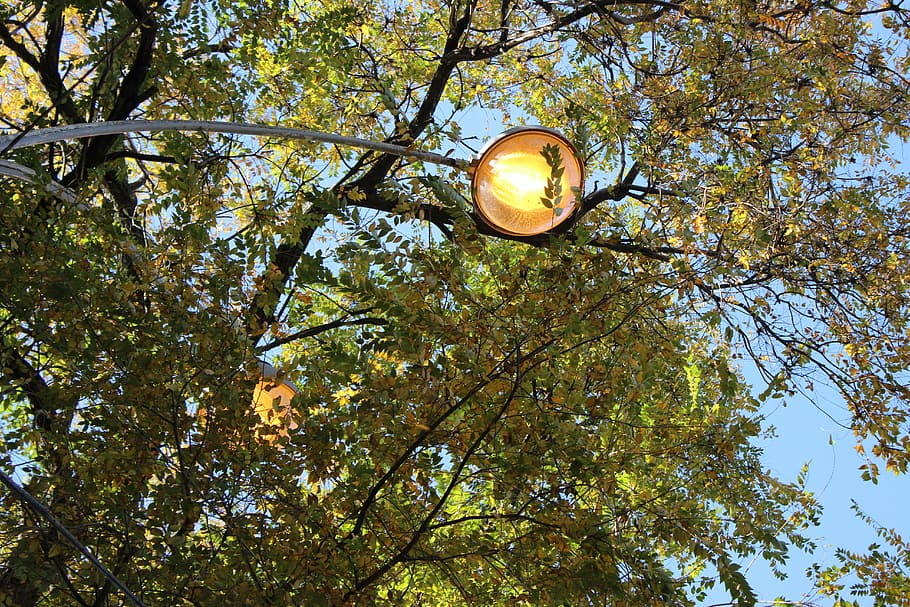 trees, sky, lantern, low angle view, plant, branch, lighting equipment HD wallpaper