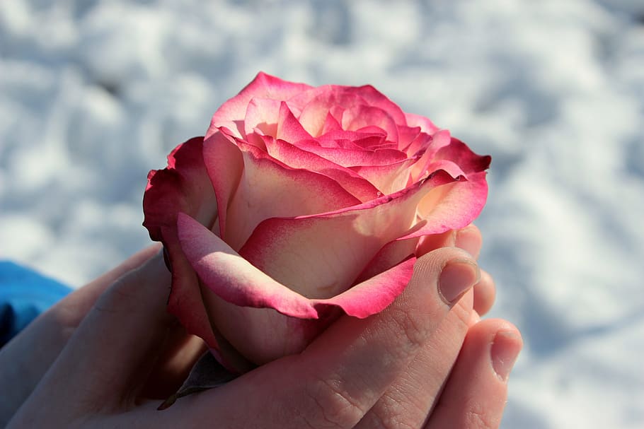 person holding pink and white rose, blossom, bloom, flower, rose bloom, HD wallpaper