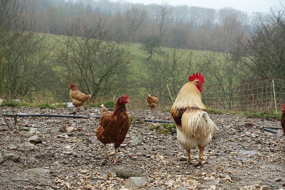 cock, hen, backyard, field, poultry, chicken coop, bird, farm HD wallpaper