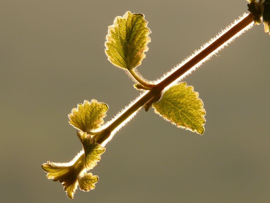 plant, leaf, back light, stalk, close, nature, close-up, branch HD wallpaper