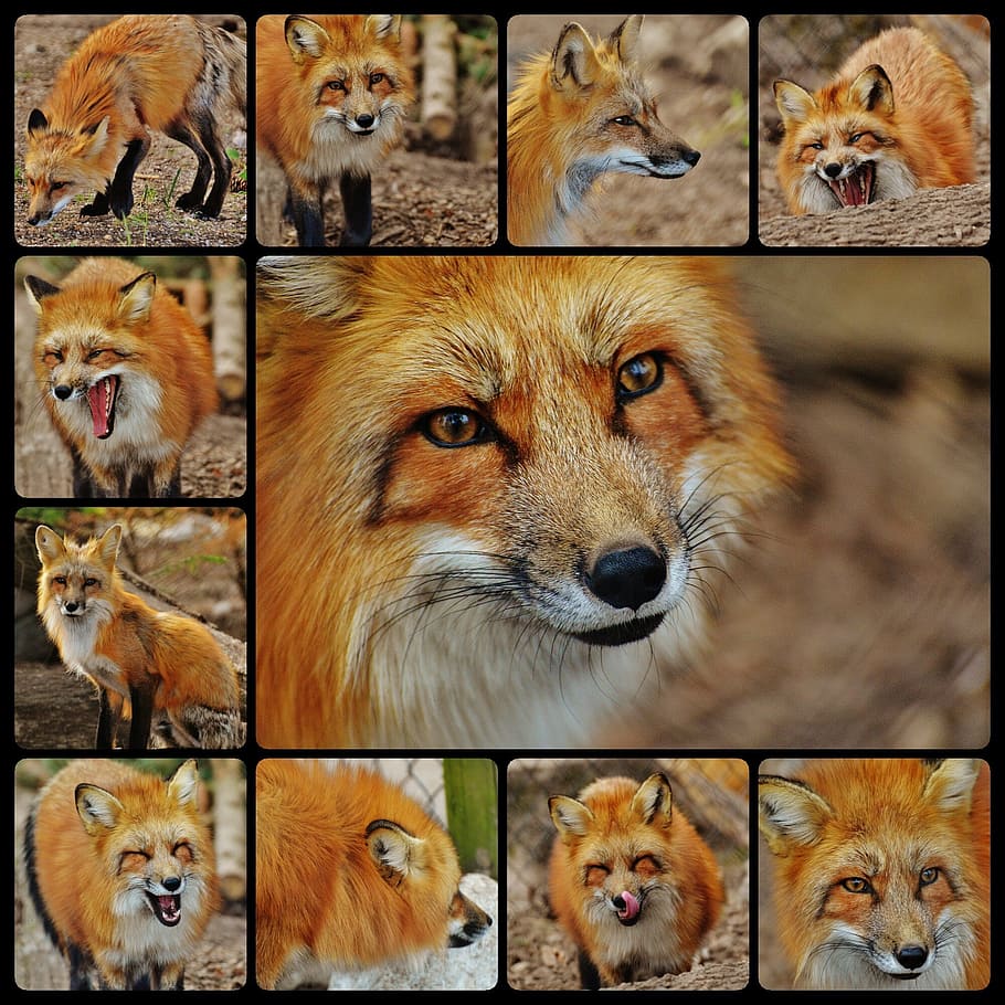 fox photos collage, fuchs, predator, beautiful, wild animal HD wallpaper