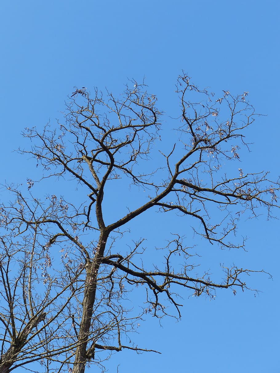 tree, aesthetic, branches, sky, blue, crown, clear sky, low angle view HD wallpaper