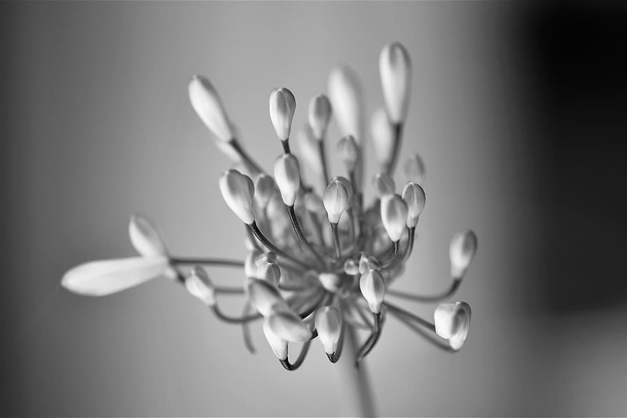 black and white, flower, blossom, bloom, nature, plant, black and white photo, HD wallpaper