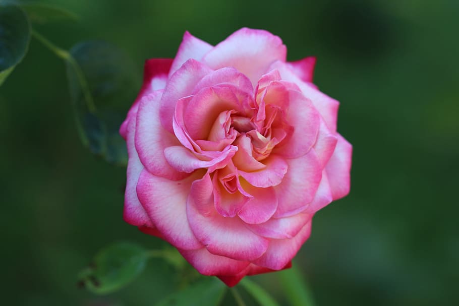 Rose, Red, Red Rose, Flower, Macro, Garden, nature, close, petal HD wallpaper
