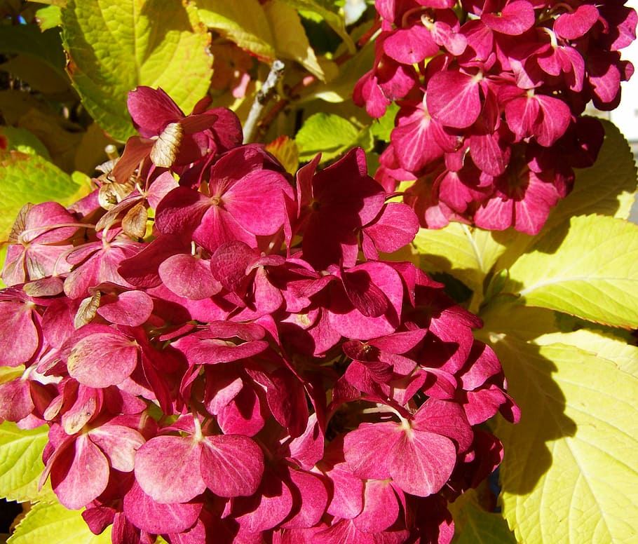 hydrangea, burgundy, garden, nature, leaf, plant, summer, flower HD wallpaper