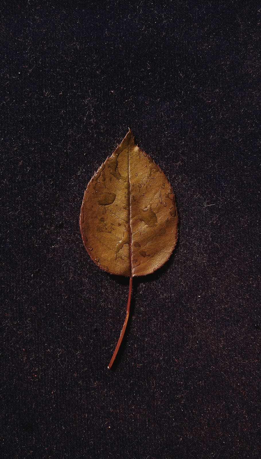 leaf, ground, dew drops, rain drops, water, wet, brown leaf HD wallpaper