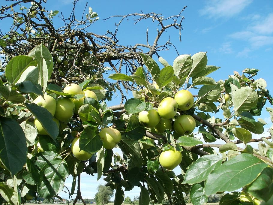 Apple, Trees, Orchards, Nature, Green, fruit, garden, agriculture HD wallpaper