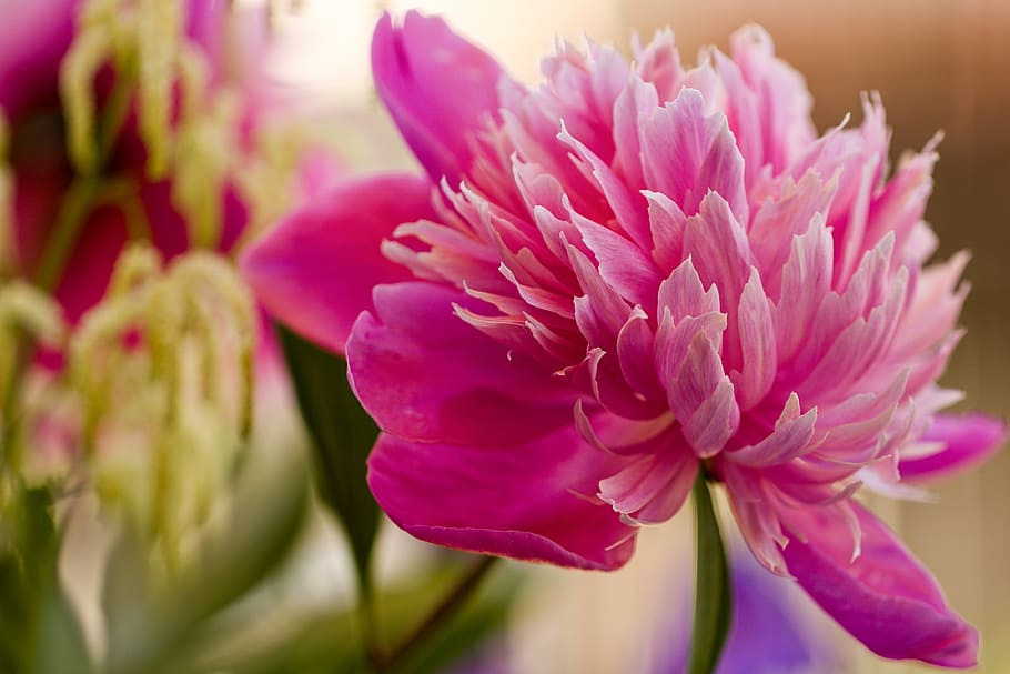 Flower, Dahlia, pink color, close-up, purple, petal, no people HD wallpaper